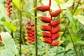 Lobster Claw flower Royalty Free Stock Photo