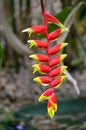 Lobster Claw flowers Royalty Free Stock Photo