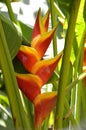 Lobster Claw Heliconia bihai Jacquinii