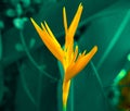 Lobster-claws or Heliconia flowe. orange flower with tropical green leaves on background