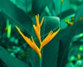 Lobster-claws or Heliconia flowe. orange flower with tropical green leaves on background