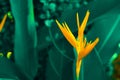 Lobster-claws or Heliconia flowe. orange flower with tropical green leaves on background