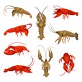 Lobster collection on white background. Crustacean concept.