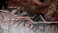 Lobster Crab hios underwater in search of food on seabed of Maldives.