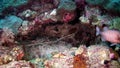 Lobster crab hios underwater in search of food on seabed of Maldives.