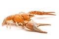 Lobster crab isolated