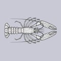 Lobster or crayfish vector illustration in vintage style.