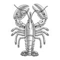 Lobster engraving vector illustration for seafood menu. Hand drawn crustacean in a vintage style.