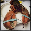 Lobster with fastened clasps