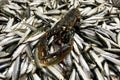 Lobster on fish market Royalty Free Stock Photo
