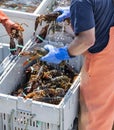 Three live lobsters being held by fishermen Royalty Free Stock Photo