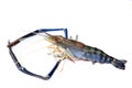 Lobster or giant freshwater prawn Royalty Free Stock Photo