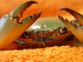 Lobster Green crab details
