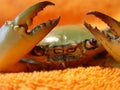 Lobster Green crab details Royalty Free Stock Photo