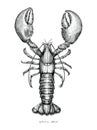 Lobster hand drawing vintage engraving illustration Royalty Free Stock Photo