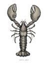 Lobster hand drawing vintage engraving illustration Royalty Free Stock Photo