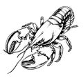 Lobster hand drawing vintage engraving illustration Royalty Free Stock Photo