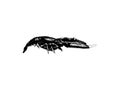 Lobster hand drawing vintage engraving illustration, Vintage black and white realistic drawing of lobster Royalty Free Stock Photo