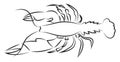 Lobster hand drawn design, illustration, vector