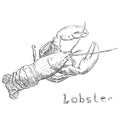 Lobster hand drawn sketch style vector illustration.