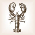 Lobster hand drawn sketch style vector