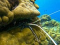 Lobster hides in the coral rocks