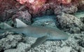 A lobster hides from a nurse shark in Florida Keys National Marine Sanctuary.