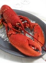 Lobster, homarus gammarus, Boiled Crustacean on Plate