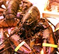 Lobster Homarus gammarus Nephropidae sea food fresh