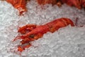 Lobster in the ice