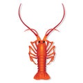 Lobster illustration vector
