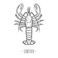 Lobster illustration. Vector. Isolated object on a white background. Hand-drawn style. Top view Royalty Free Stock Photo