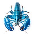 Blue lobster isolated on white background Royalty Free Stock Photo