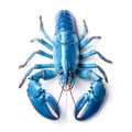 Blue lobster isolated on white background Royalty Free Stock Photo