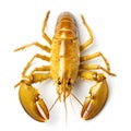 Golden lobster isolated on white background