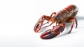 Lobster on isolated white background generative AI Royalty Free Stock Photo