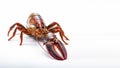 Lobster on isolated white background generative AI Royalty Free Stock Photo