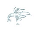 Lobster. Large marine crustaceans. Vector contour. Open paths. Editable stroke. Custom line thickness.