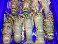 Lobster large size on a tray and container blue with water in market and is popular of tourist for select buy seafood