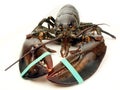 Lobster - live close up Royalty Free Stock Photo