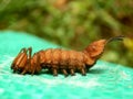 Lobster Moth Caterpillar