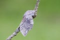 The Lobster moth on mossy twig Royalty Free Stock Photo