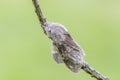 The Lobster moth on mossy twig Royalty Free Stock Photo