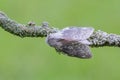 The Lobster moth on mossy twig Royalty Free Stock Photo