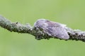 The Lobster moth on mossy twig Royalty Free Stock Photo