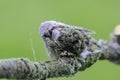 The Lobster moth on mossy twig Royalty Free Stock Photo