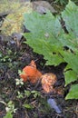 Lobster Mushroom Hypomyces lactifluorum