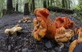 Lobster Mushroom Hypomyces lactifluorum close up with a fisheye lens