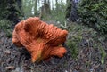 Lobster Mushroom Hypomyces lactifluorum close up with needles and moss