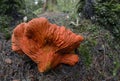 Lobster Mushroom Hypomyces lactifluorum